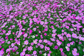 格桑花波斯菊花海