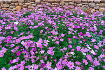 格桑花波斯菊花海