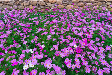 格桑花波斯菊花海