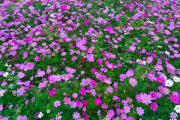 格桑花波斯菊花海