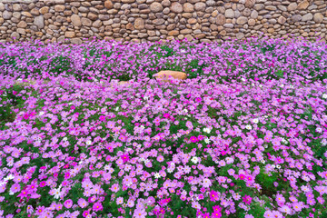 格桑花波斯菊花海