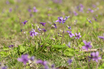 堇菜花