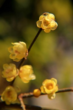 梅花 腊梅