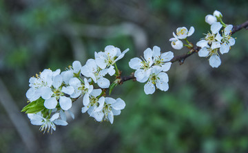 梨花