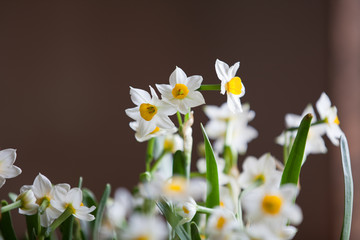 水仙花 特写