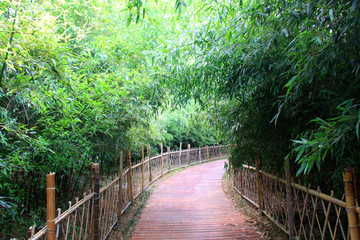 竹林小院  生态步道