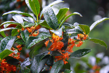 桂花 桂花树