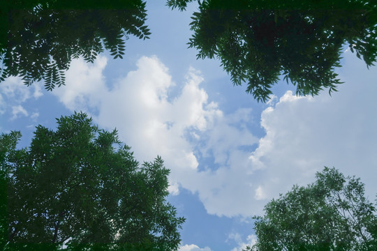 透過枝葉看天空