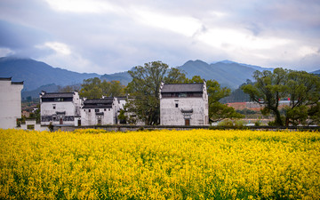 婺源油菜花徽派民居