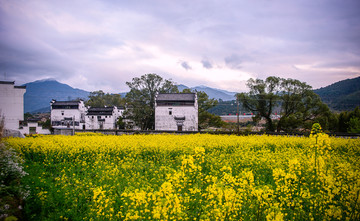 婺源古村油菜花