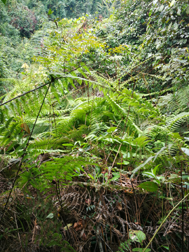 蕨类植物