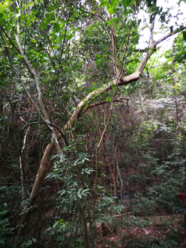 钦州八寨沟风光