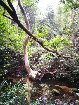 钦州八寨沟风光