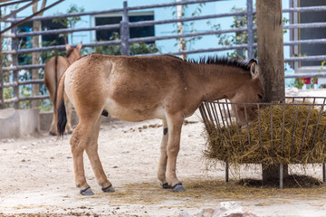 野馬