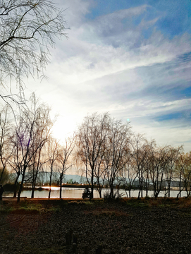 柳树湿地夕阳