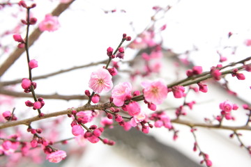 臘梅冬梅