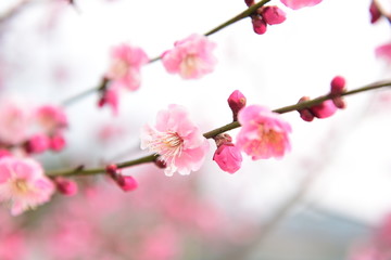 梅花盛开