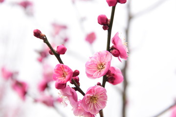 梅花盛開