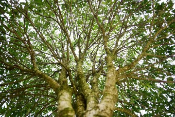 桂花树