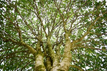 桂花树