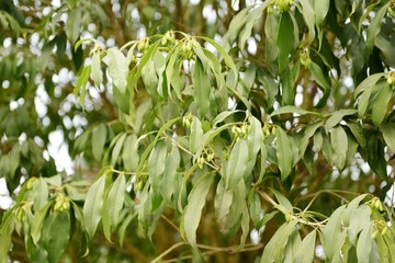 桂花树