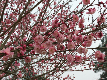 腊梅梅花