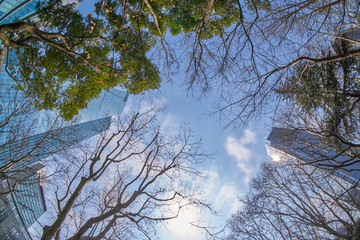 都市风光 高楼大厦 树枝