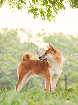 柴犬