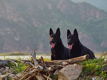 德国牧羊犬