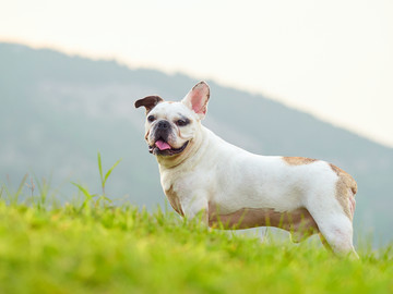 法国斗牛犬