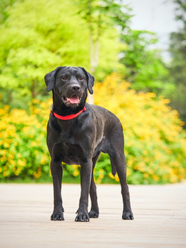 黑色拉布拉多巡回猎犬