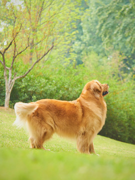 金毛巡回獵犬