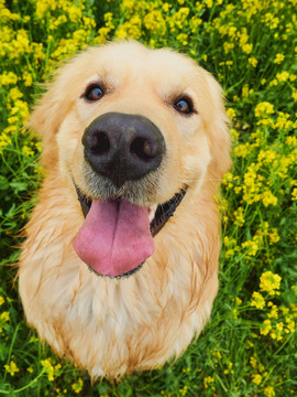 金毛巡回猎犬