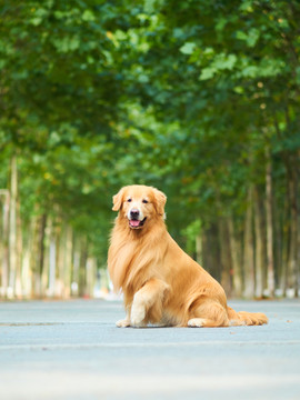 金毛巡回猎犬