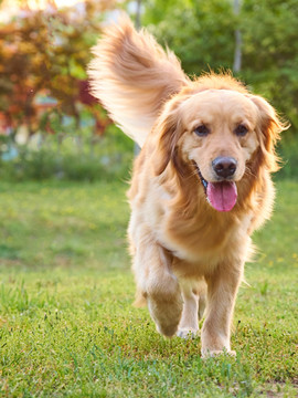 金毛巡回猎犬