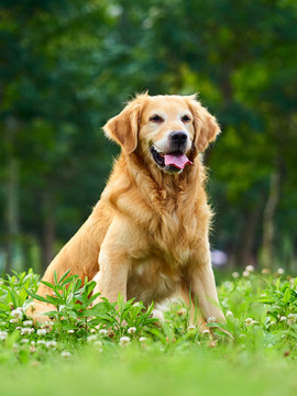 金毛巡回猎犬