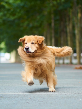 金毛巡回猎犬