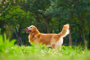 金毛巡回猎犬