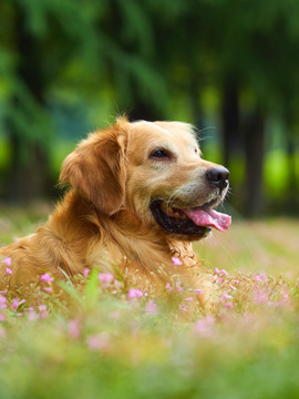 金毛巡回猎犬