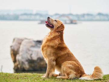 金毛巡回猎犬