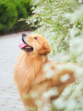 金毛巡回猎犬