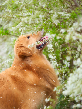 金毛巡回猎犬