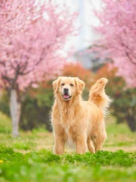 金毛巡回猎犬