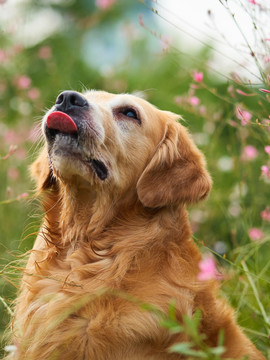 金毛巡回猎犬