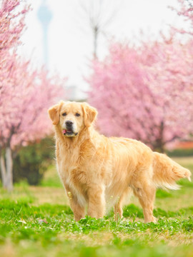 金毛巡回猎犬