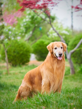 金毛巡回猎犬