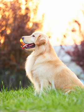 金毛巡回猎犬