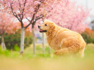 金毛巡回猎犬