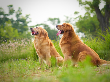 金毛巡回猎犬