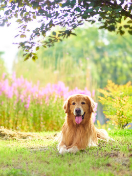 金毛巡回猎犬